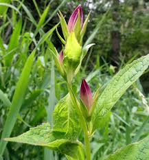 Attēlu rezultāti vaicājumam “Oenothera rubricauli bud”