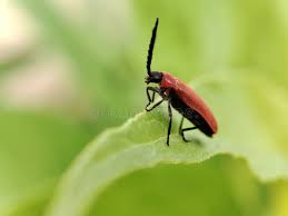 Attēlu rezultāti vaicājumam “Pyrochroidae”