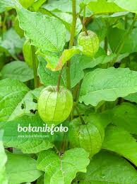 Attēlu rezultāti vaicājumam “Physalis alkekengi”