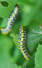 Attēlu rezultāti vaicājumam “Cucullia lucifuga larva”