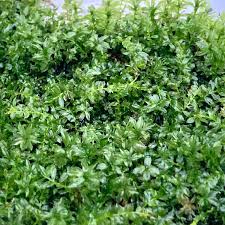 Attēlu rezultāti vaicājumam “Plagiomnium medium”