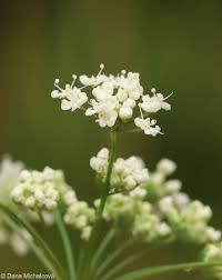 Image result for Pimpinella major