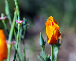 Attēlu rezultāti vaicājumam “Eschscholzia californica flower”