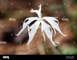 Attēlu rezultāti vaicājumam “Dianthus arenarius”