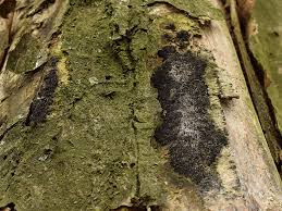 Attēlu rezultāti vaicājumam “Anthostoma decipiens”