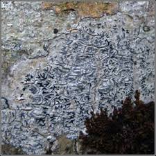 Attēlu rezultāti vaicājumam “Phaeographis dendritica”