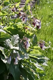 Attēlu rezultāti vaicājumam “Symphytum grandiflorum”