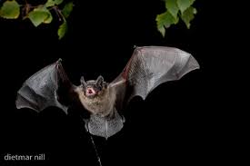 Attēlu rezultāti vaicājumam “Eptesicus nilssonii”