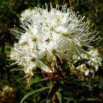 Attēlu rezultāti vaicājumam “Ledum palustre fruit”