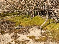 Attēlu rezultāti vaicājumam “Syntrichia ruralis var. ruralis sporophyte”