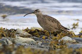 Attēlu rezultāti vaicājumam “Numenius phaeopus”