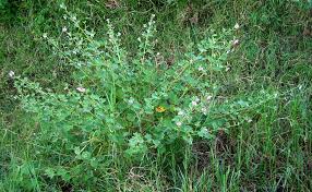Attēlu rezultāti vaicājumam “Reticularia lobata young”