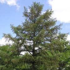 Attēlu rezultāti vaicājumam “Larix sibirica”