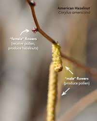 Attēlu rezultāti vaicājumam “Corylus avellana female flower”