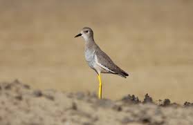 Image result for Vanellus leucurus