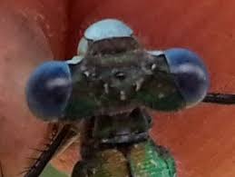 Attēlu rezultāti vaicājumam “Lestes dryas male”