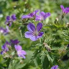 Attēlu rezultāti vaicājumam “Geranium sylvaticum flower”