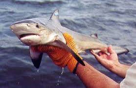 Image result for Carcharhinus leucas