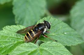 Attēlu rezultāti vaicājumam “Sericomyia silentis”