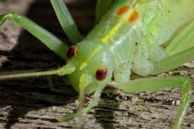 Attēlu rezultāti vaicājumam “Diderma roanense macro”