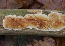 Attēlu rezultāti vaicājumam “Stereum rugosum”