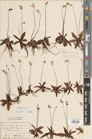 Attēlu rezultāti vaicājumam “Lentibulariaceae”