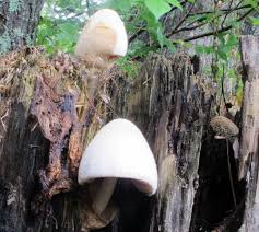 Attēlu rezultāti vaicājumam “Volvariella bombycina”