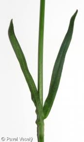 Attēlu rezultāti vaicājumam “Silene viscaria fruit”