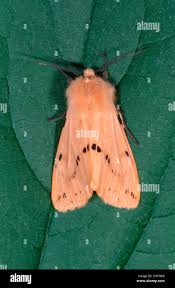 Attēlu rezultāti vaicājumam “Spilosoma lutea imago”