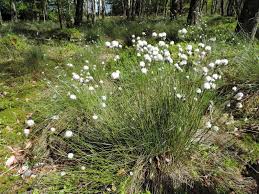 Attēlu rezultāti vaicājumam “Eriophorum angustifolium fruit”