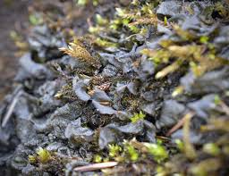 Attēlu rezultāti vaicājumam “Collema flaccidum”