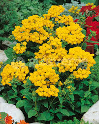 Image result for Calceolaria integrifolia