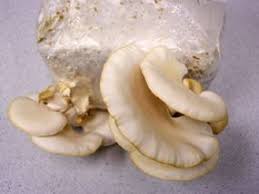 Attēlu rezultāti vaicājumam “Pleurotus ostreatus”