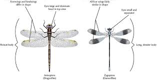 Attēlu rezultāti vaicājumam “Odonata”