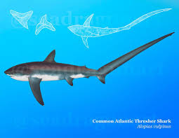 Image result for Alopias vulpinus