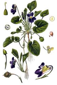 Attēlu rezultāti vaicājumam “Viola odorata”