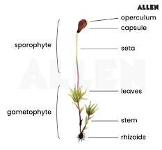 Attēlu rezultāti vaicājumam “Funariales”