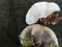 Attēlu rezultāti vaicājumam “Trichia contorta young”