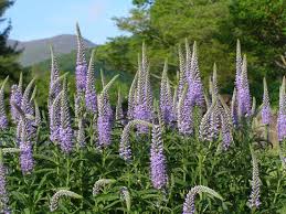 Attēlu rezultāti vaicājumam “Veronica longifolia fruit”