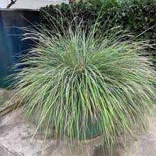 Attēlu rezultāti vaicājumam “Calamagrostis canescens leaf”