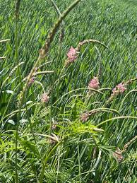 Attēlu rezultāti vaicājumam “Onobrychis arenaria leaf”