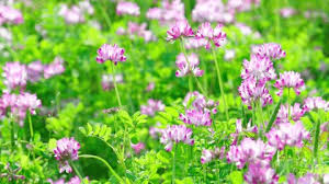 Attēlu rezultāti vaicājumam “Astragalus arenarius flower”