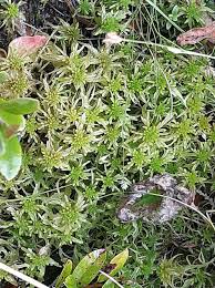 Attēlu rezultāti vaicājumam “Callicladium haldanianum sporophyte”