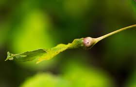 Attēlu rezultāti vaicājumam “Contarinia petioli”