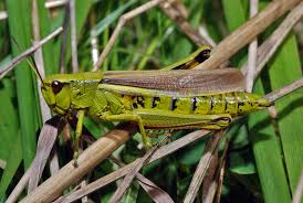 Attēlu rezultāti vaicājumam “Stethophyma grossum”