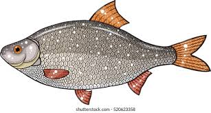 Image result for Rutilus rutilus