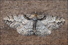 Attēlu rezultāti vaicājumam “Cleora cinctaria”