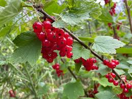Attēlu rezultāti vaicājumam “Ribes rubrum leaf”