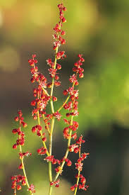 Attēlu rezultāti vaicājumam “Rumex acetosa flower”