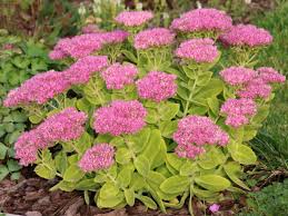 Attēlu rezultāti vaicājumam “Hylotelephium telephium”